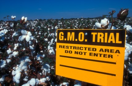 GMO field trial 1